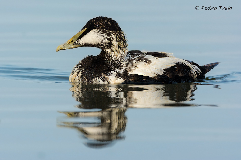 Eider común (Somateria mollissima)